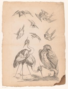 Diez pájaros chinos, incluidas dos garzas y un martín pescador. Varias aves chinas (título de la serie) Livre des differentes éspeces d