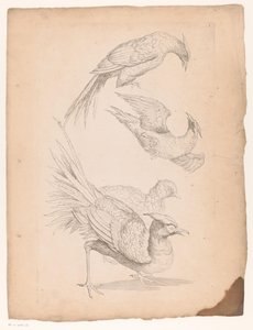 Cuatro pájaros chinos, posiblemente aves del paraíso Varias aves chinas (título de la serie) Livre des differentes éspeces d
