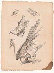 Vogeles chinos Zes Verschillende Chinese vogels (título de la serie) Libro de diferentes especies de aves de China (título de la serie) de Gabriel Huquier (attributed to)