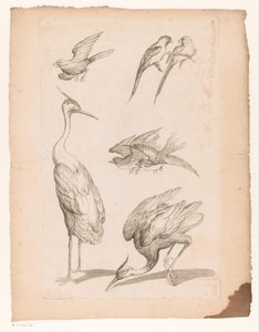 Siete pájaros chinos, incluyendo garzas y cotorras Varias aves chinas (título de la serie) Livre des differentes éspeces d