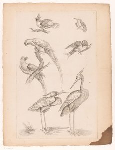 Siete pájaros chinos, incluyendo garzas y cotorras Varias aves chinas (título de la serie) Livre des differentes éspeces d