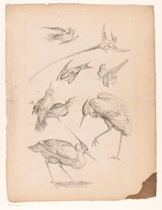 Nueve pájaros chinos, incluida una garza y ​​posiblemente aves del paraíso. Varios pájaros chinos (título de la serie) Livre des differentes éspeces d