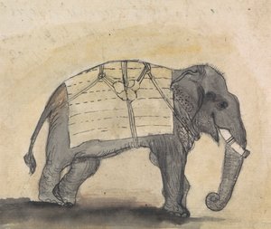 Elefante