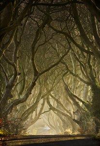 El túnel del árbol encantado de Gary McParland
