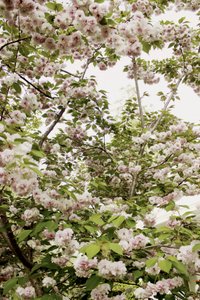 Primavera de los cerezos en flor
