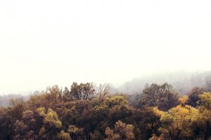 Bosque otoñal envuelto en niebla de Gemma Bardot
