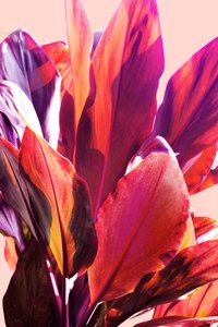 Hojas tropicales de colores vivos de Gemma Bardot
