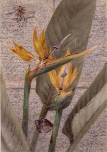 Una flor de Strelitzia