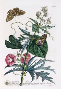 1. Abutilon, 2. Convolvulus, c. 1748 grabado coloreado a mano de "Georg Dionysius Ehret