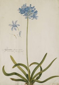 Agapanto de Georg Dionysius Ehret