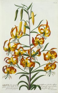 Lirio Americano, c. 1740