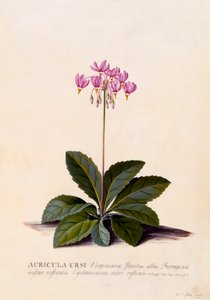 Aricula Ursi Estrella fugaz, c. 1744 grabado coloreado a mano