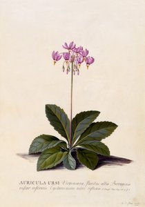 Aricula ursi, estrella fugaz, c.1744 de Georg Dionysius Ehret