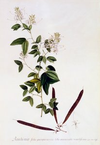 Bauhinia de "Georg Dionysius Ehret