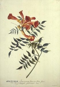 Bignonia americana de Georg Dionysius Ehret