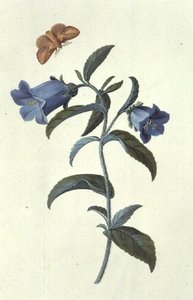 Campanilla de Canterbury (Campanula) de Georg Dionysius Ehret