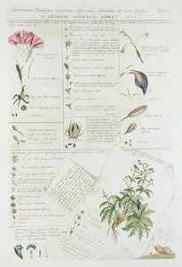 Caracteres de flores, de 