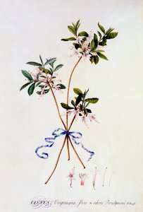 Cistus Virginiana de "Georg Dionysius Ehret