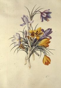 Crocus de Georg Dionysius Ehret