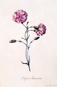 Difor Amourius Clavel, c. 1745 grabado coloreado a mano de "Georg Dionysius Ehret