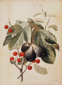 Higos y cerezas, 1747 de Georg Dionysius Ehret