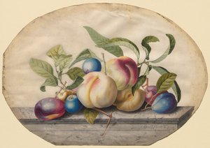 Arreglo de Frutas: Duraznos y Ciruelas sobre una losa de mármol, 1742 de Georg Dionysius Ehret