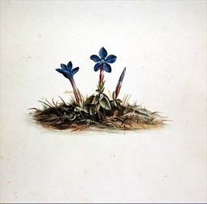 Genciana de Georg Dionysius Ehret