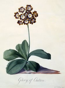 Gloria de Chilton de "Georg Dionysius Ehret