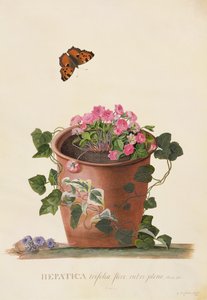 Hepatica trifolia (Nobilis), 1745 de Georg Dionysius Ehret