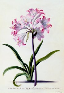 Lilio Narciso, c. 1744 grabado coloreado a mano