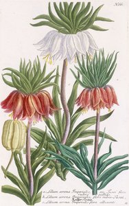 Lilium corona Imperialis de Georg Dionysius Ehret