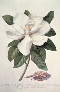 Magnolia de Georg Dionysius Ehret
