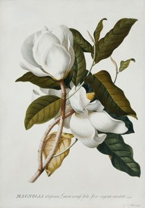 Magnolia de Georg Dionysius Ehret