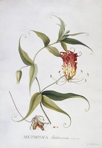 Methonica de Georg Dionysius Ehret
