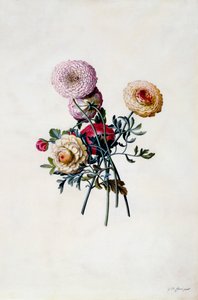 Ranúnculos mixtos, c. 1743 grabado coloreado a mano de "Georg Dionysius Ehret
