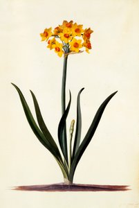 Narciso, c. 1745 (grabado coloreado a mano) de "Georg Dionysius Ehret