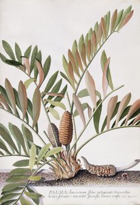 Palma Americana de Georg Dionysius Ehret