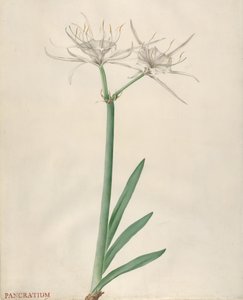 Pancracio de Georg Dionysius Ehret