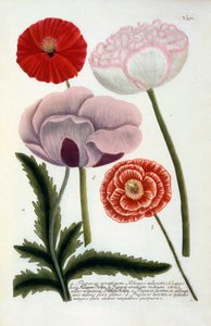 Papaver, grabado coloreado a mano de 1737 de "Georg Dionysius Ehret