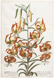 Plantae Selectae: No. 11 - Lirio de Georg Dionysius Ehret