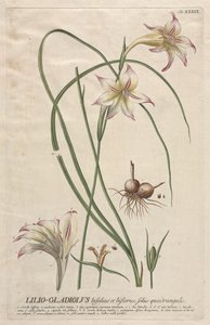 Plantae Selectae: No. 39 - Lilio-Gladiolus de Georg Dionysius Ehret