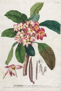 Plantae Selectae: No. 41 de Georg Dionysius Ehret