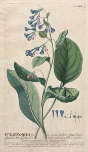 Plantae Selectae: No. 42 - Pulmonaria de Georg Dionysius Ehret