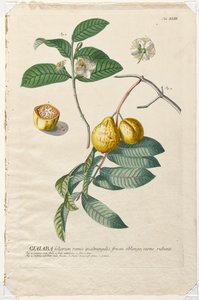 Plantae Selectae: No. 43 - Guaiaba de Georg Dionysius Ehret