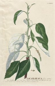 Plantae Selectae: No. 46 - Tacamahaca de Georg Dionysius Ehret