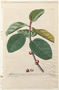 Plantae Selectae: No. 50 - Ficus de Georg Dionysius Ehret