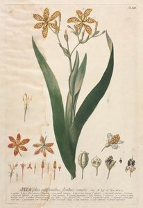 Plantae Selectae: No. 52 - Ixia de Georg Dionysius Ehret