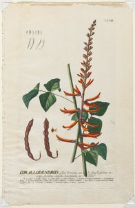 Plantae Selectae: No. 58 - Corallodendron de Georg Dionysius Ehret