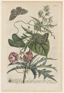 Plantae et papiliones rariores: No. 7, 1748