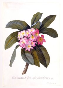 Plumeria, c. 1744 grabado coloreado a mano